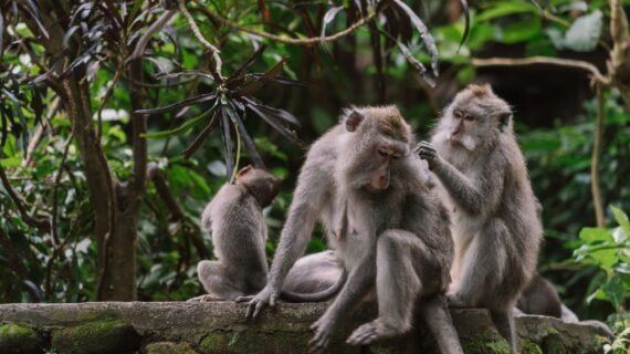 Ubud Monkey Forest